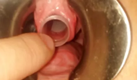العامة سطس امهات مونيكا البني القيادة الروسية الغذاء